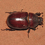 Oryctes boas female
